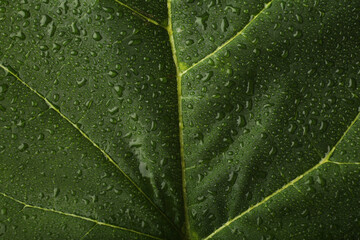 Tobacco plantation with lush green leaves. Super macro close-up of fresh tobacco leaves. Soft selective focus. Artificially created grain for the picture