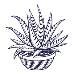  Charming Haworthia Houseplant Outline Art