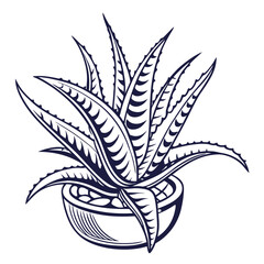  Unique Haworthia Houseplant Bold Outline