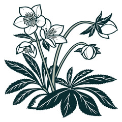  Helleborus Houseplant Bold Outline Design