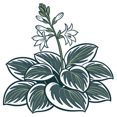  Vibrant Hosta Houseplant Vector Art