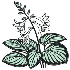  Stylish Hosta Houseplant Illustration