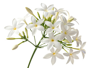 Obraz premium beautiful cluster of jasmine flowers showcases delicate white petals and vibrant green stems, evoking sense of tranquility and elegance