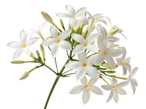 beautiful cluster of jasmine flowers showcases delicate white petals and vibrant green stems, evoking sense of tranquility and elegance