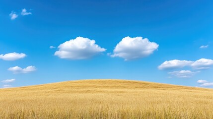 Obraz premium Golden field under a vibrant blue sky. Vast expanse of ripe wheat or barley. Two puffy clouds. Summer landscape
