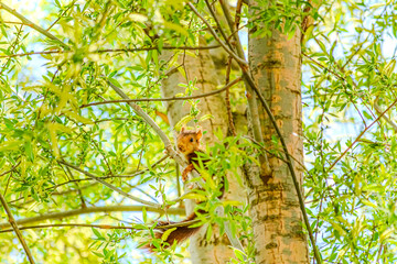 Ardilla Roja en su entorno natural