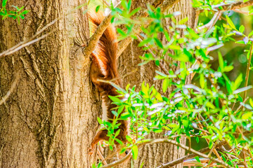 Ardilla Roja en su entorno natural