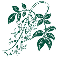  Elegant Jade Vine Plant Design