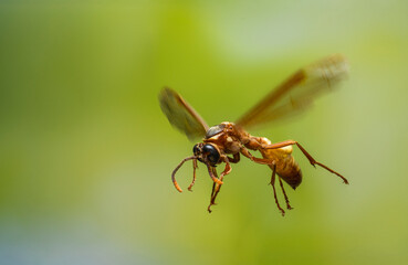 Macro shot of wasp flying with motion blur in natural background