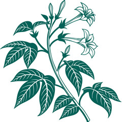  Elegant Justicia Houseplant Design for Home