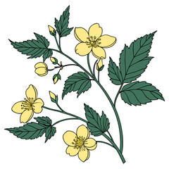  Elegant Kerria Japonica Houseplant Illustration