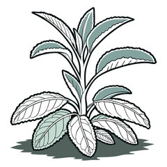  Unique Lamb's Ear Houseplant Bold Outline