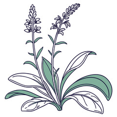  Stylish Lamb's Ear Houseplant Outline Design