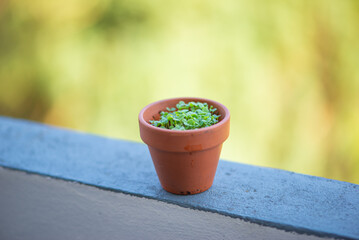 Microgreens close-up, healthy eating and vegetarianism