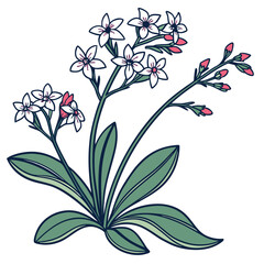  Vibrant Limonium Houseplant Design