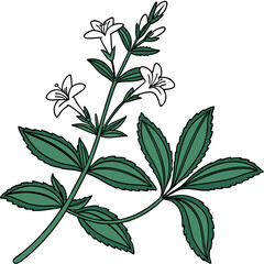  Charming Lindernia Houseplant Illustration