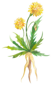 Yam deisy. Australian native plant. Watercolor hand drawing painted illustration.