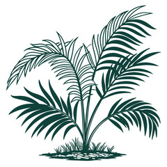  Stylish Madagascar Palm Plant Illustration