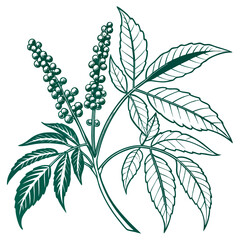 Stylish Mahonia Houseplant Illustration