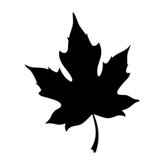Maple leaf vector autumn fall foliage nature tree silhouette icon design graphic illustration element