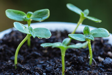 Close-up seedlings in pots on the balcony