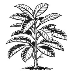  Unique Monopyle Houseplant Bold Outline