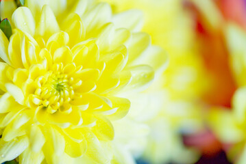Bright Colors Background With Water Drops,Macro Photo,Petal Texture.soft focus