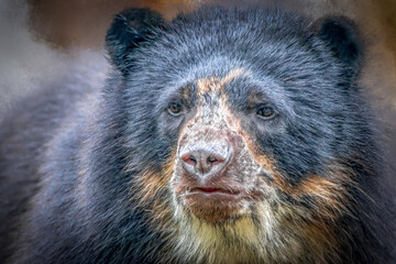 Close-up of a Bear&rsquo;s Face with Dark Fur and Lighter Facial Patches, Thick Textured Coat in Natural Light