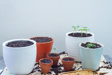 Close-up seedlings in pots on the balcony