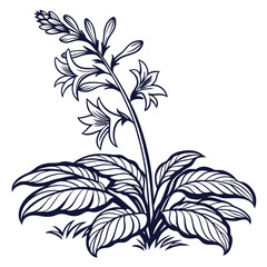  Charming Mullien Plant Houseplant Outline Art