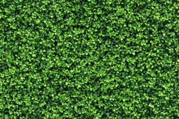Dense green foliage hedge wall.  Close-up view of a tightly packed, vibrant green hedge.  Small, closely grouped leaves create a solid, textured surface