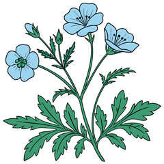  Elegant Menziesii Nemophila Houseplant Vector Art