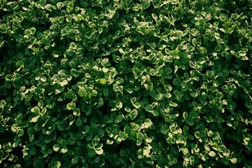 Obraz premium Dense green foliage background