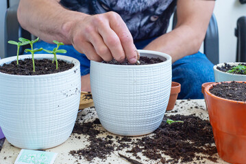 Close Up Male Hands With Potted Seedlings, Gardening,