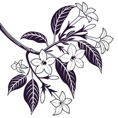  Stylish Night Blooming Jasmine Houseplant Art