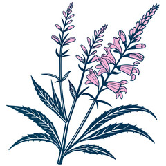  Elegant Obedient Plant Physostegia Design