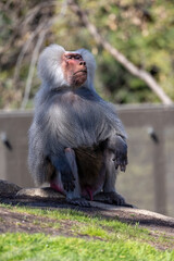 Male Hamadryas baboon sitting on a rock