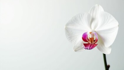 Delicate white orchid blossom on pure white backdrop, flora, blossom