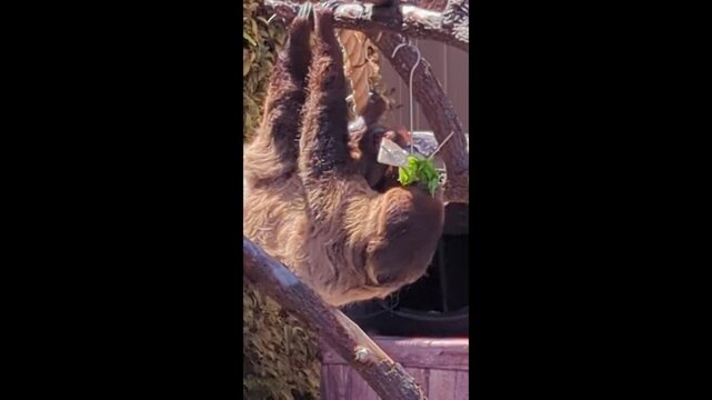 Two toed sloth eating in a zoo