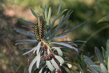 3 Caterpillars of Hyles euphorbiae, the spurge hawk-moth eating Mediterranean spurge plant. Select...