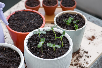 gardening.Young plant in a small flower pot