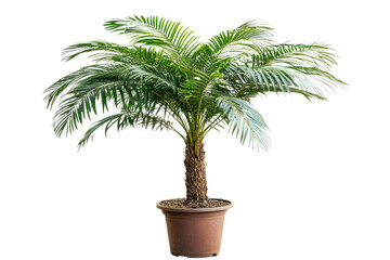 Obraz premium single Palm tree isolated on white background PNG