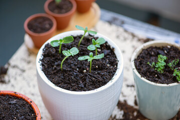 Close-up seedlings in pots on the balcony
