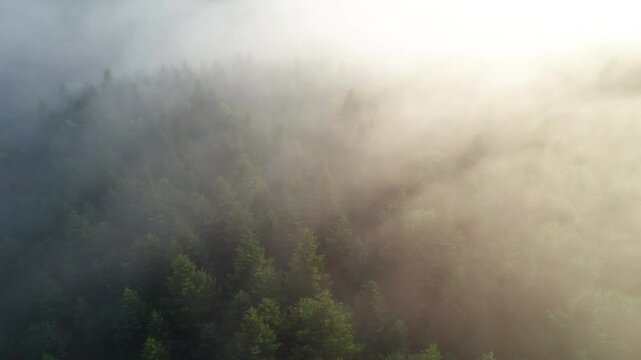 Aerial view reveals dense forest blanketed in mist. Sunlight filters through fog, casting soft glow over vibrant green treetops, creating an ethereal and serene atmosphere in the woodland.