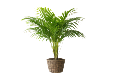 single Palm tree isolated on white background PNG