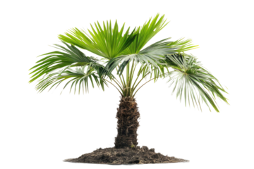 single Palm tree isolated on white background PNG