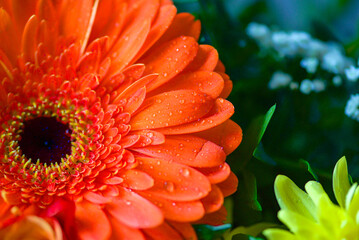 Bright Colors Background With Water Drops,Macro Photo,Petal Texture.soft focus