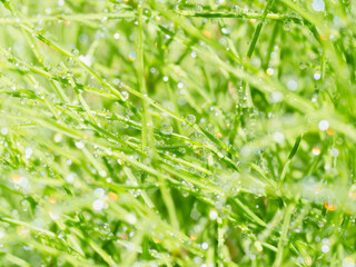 雨上がりに輝く水滴の様子。眩しい日差しでボケた様子。