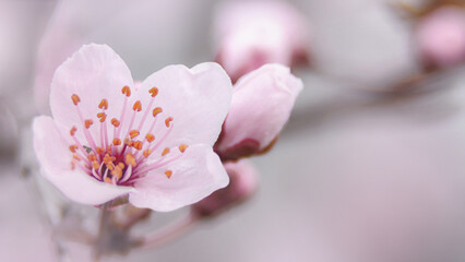 Blooming pink spring cherry blossoms