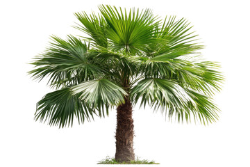 Fototapeta premium single Palm tree isolated on white background PNG